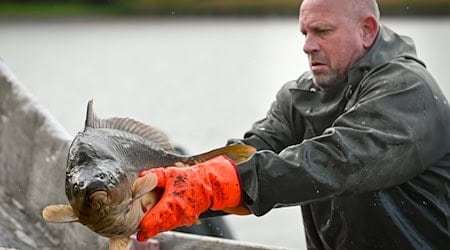 Carp in particular are bred in aquacultures in Saxony. (Archive image) / Photo: Heiko Rebsch/dpa