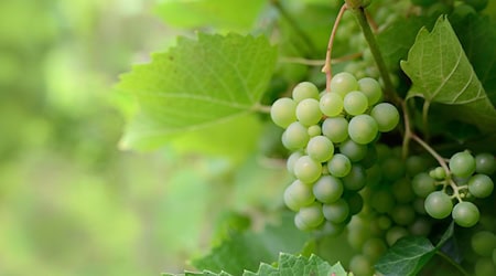 Symbolbild Obst / pixabay congerdesign