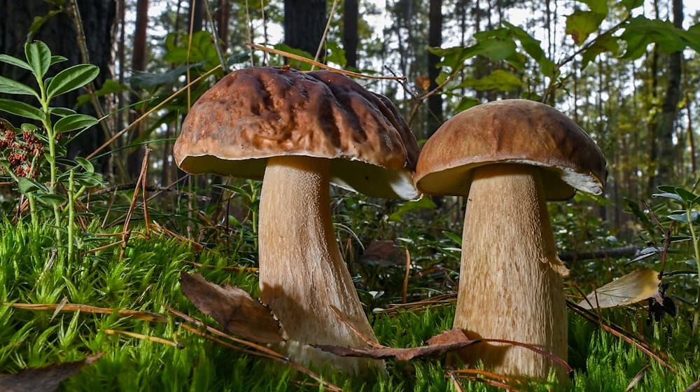 Se aplican normas especiales a la recogida de setas en el parque nacional. (Imagen de archivo) / Foto: Patrick Pleul/dpa-Zentralbild/dpa