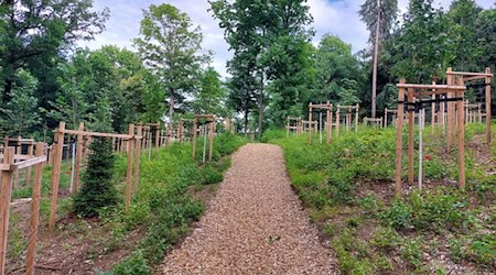 Der Klima-Baumhain in Meißen-Siebeneichen. Foto: Stadt Meißen