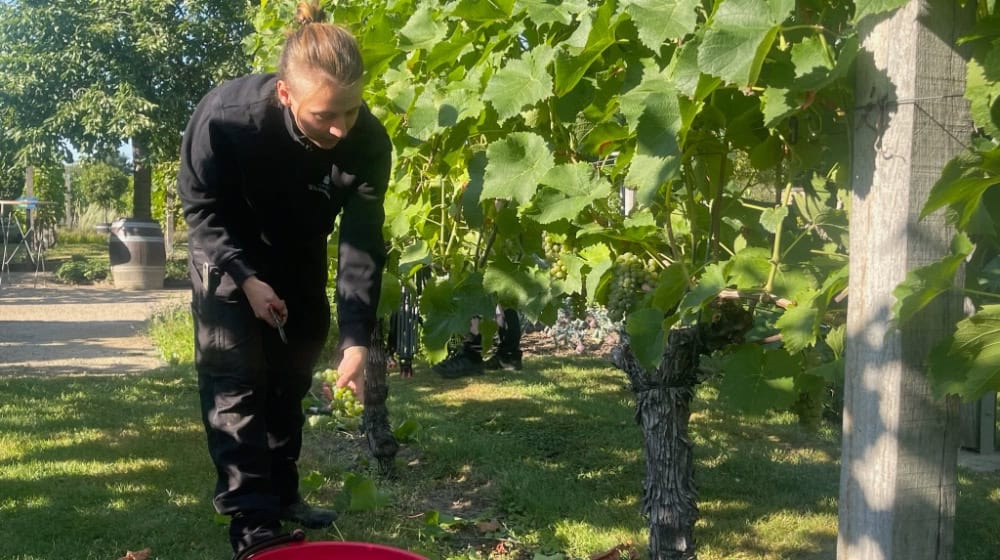Die Weinlese auf Schloss Wackerbarth hat am Montag mit der Sorte Solaris begonnen. Foto: Mallek 