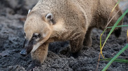 La policía de Bischofswerda ha recogido a un coatí que se había escapado. (Imagen simbólica) / Foto: picture alliance / dpa