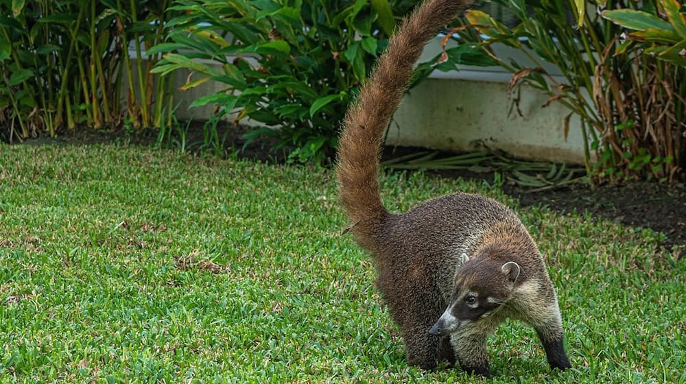 Symbolbild Nasenbär / pixabay 3345557