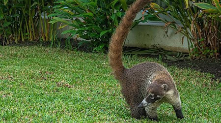Symbolbild Nasenbär / pixabay 3345557