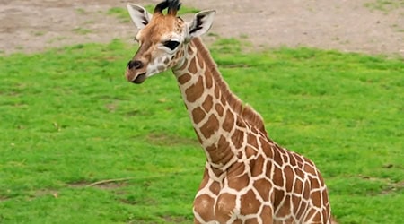 Neugeborene Giraffe im Leipziger Zoo erkundet Freigehege
