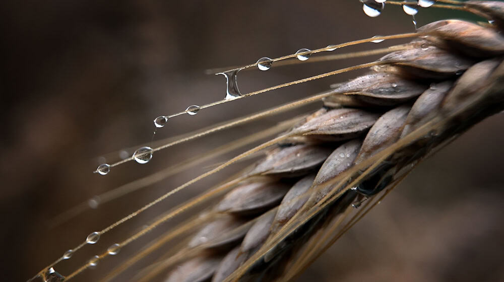 The rain of the last few weeks is affecting the grain in Saxony / Photo: Karl-Josef Hildenbrand/dpa