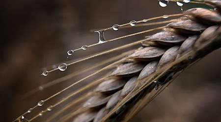 The rain of the last few weeks is affecting the grain in Saxony / Photo: Karl-Josef Hildenbrand/dpa