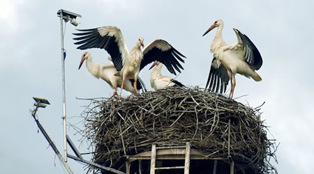 У Саксонії перші лелеки відлетіли ще в середині червня цього року. (Архівне зображення) / Фото: Waltraud Grubitzsch/dpa