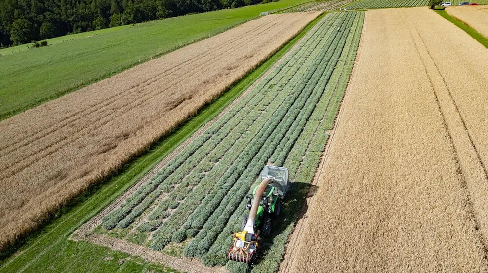 The sage harvest in the Bombastus-Werke fields continues after a forced break due to rain. / Photo: Robert Michael/dpa