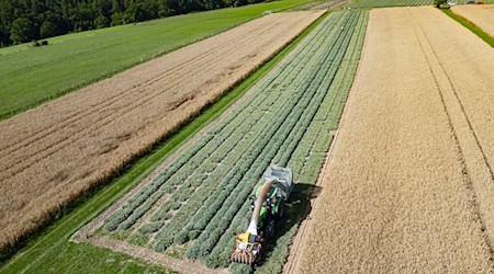 Žałbowanja na polach bombastusowych twórbow du po nuzowanej dešćowej přestawce dale. / Foto: Robert Michael/dpa