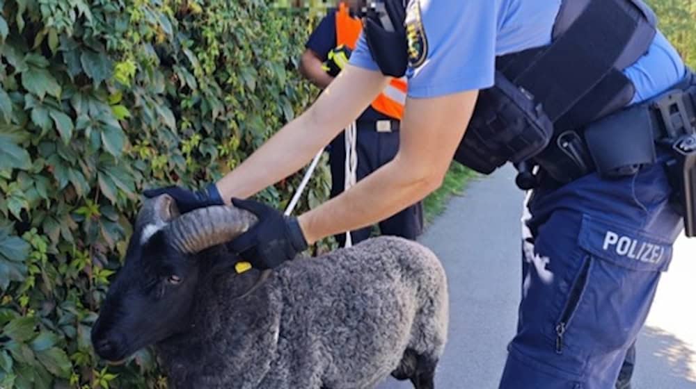 Endlich eingefangen. Foto: Polizei