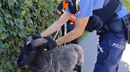 Endlich eingefangen. Foto: Polizei