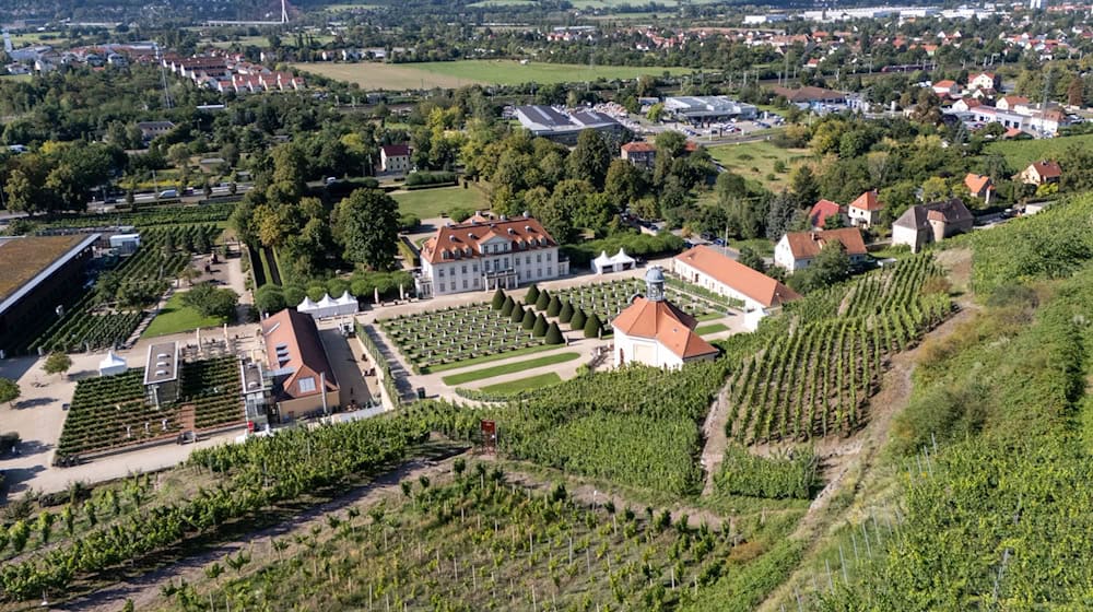 The grape harvest begins in Saxony.  / Photo: Sebastian Kahnert/dpa