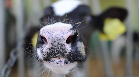 The year-round tethering of cows is highly controversial (symbolic image) / Photo: picture alliance / dpa