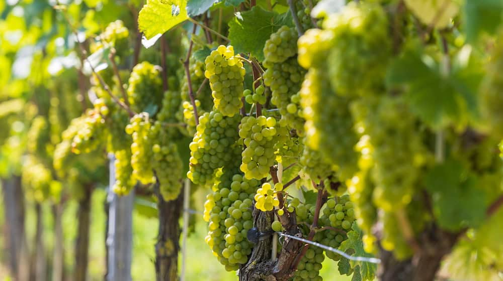 Winegrowers welcomed numerous guests to the Open Winery Days in Saxony on Saturday.   / Photo: Daniel Wagner/dpa