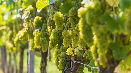 Winegrowers welcomed numerous guests to the Open Winery Days in Saxony on Saturday.   / Photo: Daniel Wagner/dpa