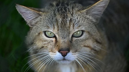 Europäische Wildkatze