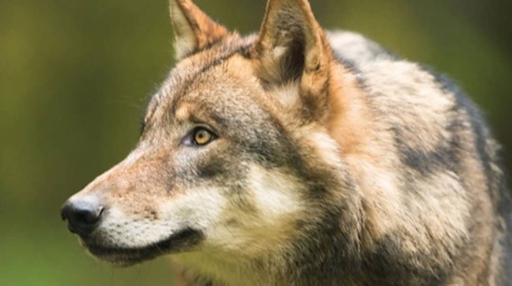 Wolfsrisse nehmen wieder zu. Foto: Landesamt für Umwelt