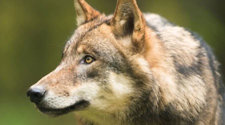 Wolfsrisse nehmen wieder zu. Foto: Landesamt für Umwelt