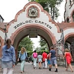 Im Zoo sind drei Tigerbabys eingeschläfert worden. (Archivbild) / Foto: Jan Woitas/dpa-Zentralbild/ZB
