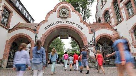 Lipšćanski zwěrjenc je tři tigerowe babyje zasparnił. (Archivbild) / Foto: Jan Woitas/dpa-centralny wobraz/ZB