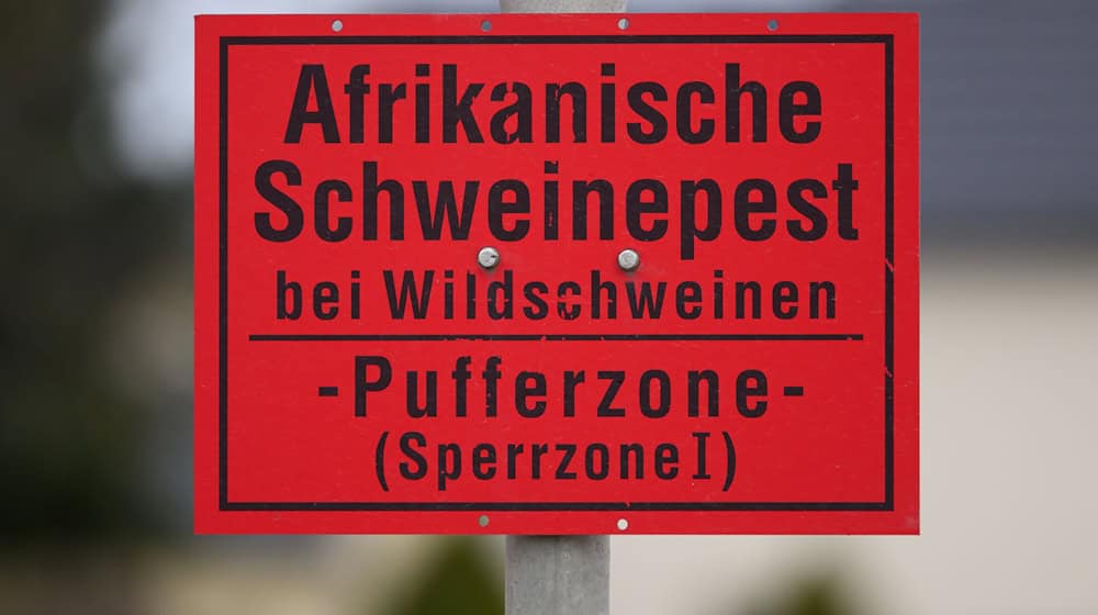 Afrikanische Schweinepest in Sachsen: Sperrzonen schrumpfen nach Seuchenbilanz. (Archivbild) / Foto: Robert Michael/dpa
