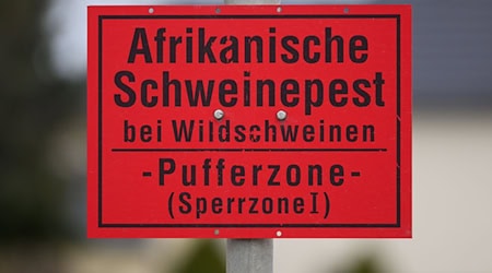 Afrikanische Schweinepest in Sachsen: Sperrzonen schrumpfen nach Seuchenbilanz. (Archivbild) / Foto: Robert Michael/dpa