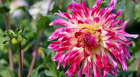 Symbolbild gartenbau / pixabay Counselling