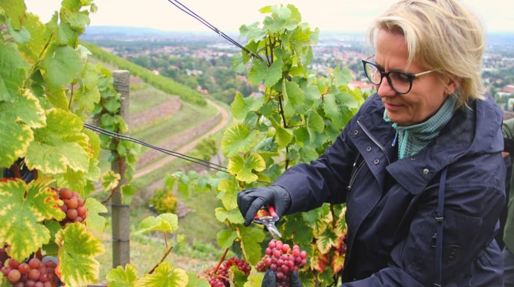 Ministerin Barbara Klepsch am Freitag bei der Weinlese in Radebeul. Foto: Wackerbarth 