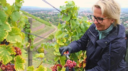Ministerin Barbara Klepsch am Freitag bei der Weinlese in Radebeul. Foto: Wackerbarth 