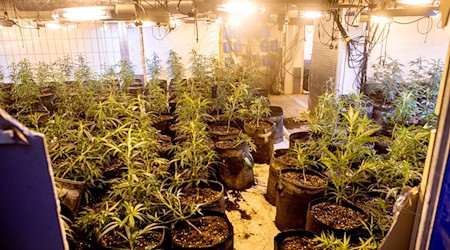 Die Polizei hat eine Cannabisplantage in Grevesmühlen entdeckt. (Symbolbild) / Foto: Hauke-Christian Dittrich/dpa