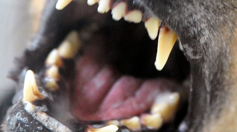 Psyče kusy: Dźěćacy chirurg žada sej lěpši škit za dźěći (symbolowy wobraz). / Foto: Soeren Stache/dpa-Zentralbild/dpa