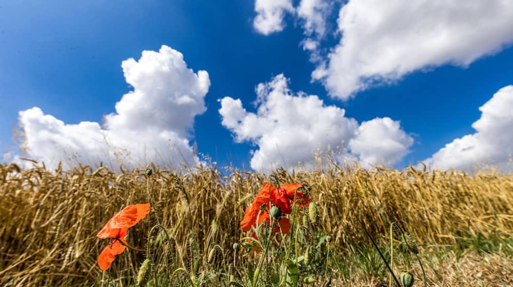 Der September startet mit spätsommerlichem Wetter. (Archivbild) / Foto: Frank Hammerschmidt/dpa