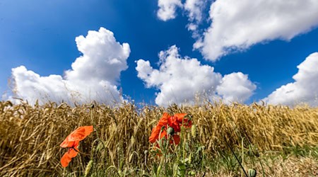 Der September startet mit spätsommerlichem Wetter. (Archivbild) / Foto: Frank Hammerschmidt/dpa
