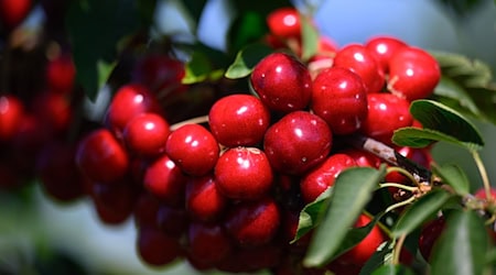 After last year's slump, the cherry harvest is back to the level of previous years. (Archive image) / Photo: Hendrik Schmidt/dpa