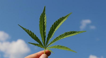 Symbolbild Cannabis / pixabay TinaKru