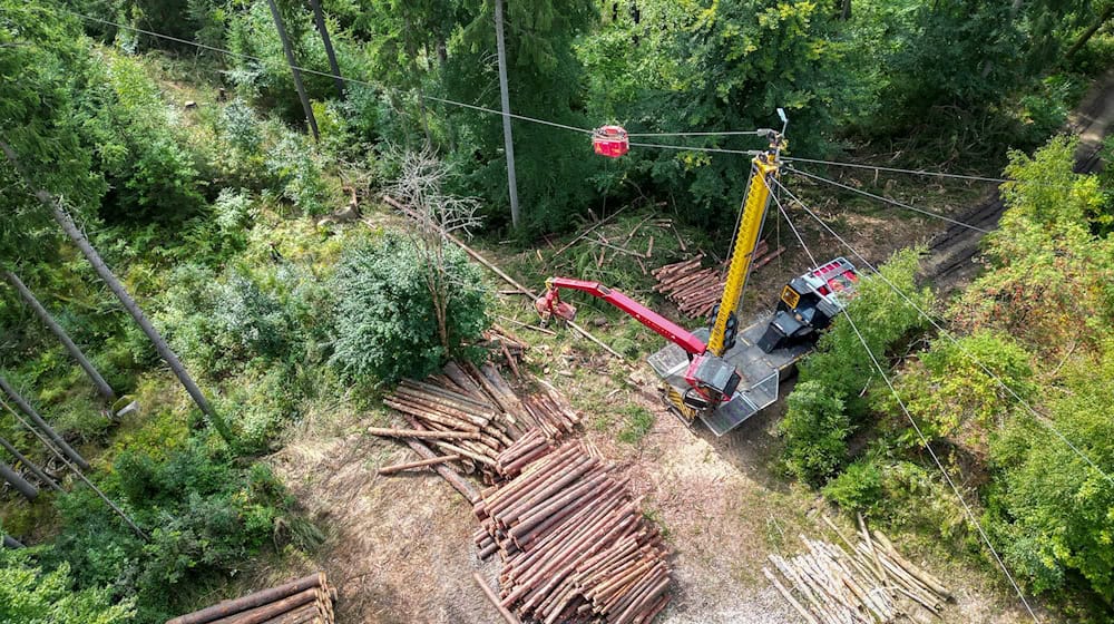 Timber work on a steep slope in the Ore Mountains - a special cable crane is also used in rough terrain / Photo: Jan Woitas/dpa