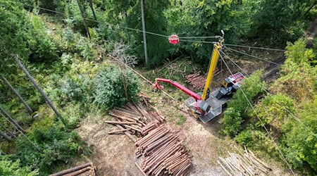 Timber work on a steep slope in the Ore Mountains - a special cable crane is also used in rough terrain / Photo: Jan Woitas/dpa