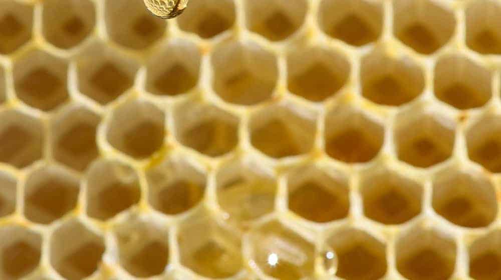 The 2025 bee season is over. (Symbolic image) / Photo: Klaus-Dietmar Gabbert/dpa