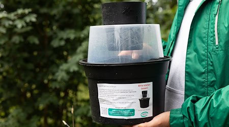 Following the appearance of the Asian tiger mosquito in Dresden, traps are now being examined / Photo: Jürgen Lösel/dpa