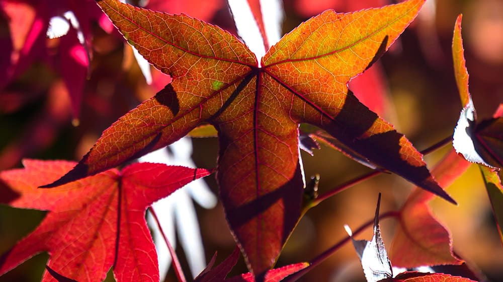 Herbstlich kühl wird es in Thüringen, Sachsen und Sachsen-Anhalt. (Symbolbild) / Foto: Hendrik Schmidt/dpa