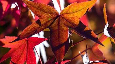 Herbstlich kühl wird es in Thüringen, Sachsen und Sachsen-Anhalt. (Symbolbild) / Foto: Hendrik Schmidt/dpa