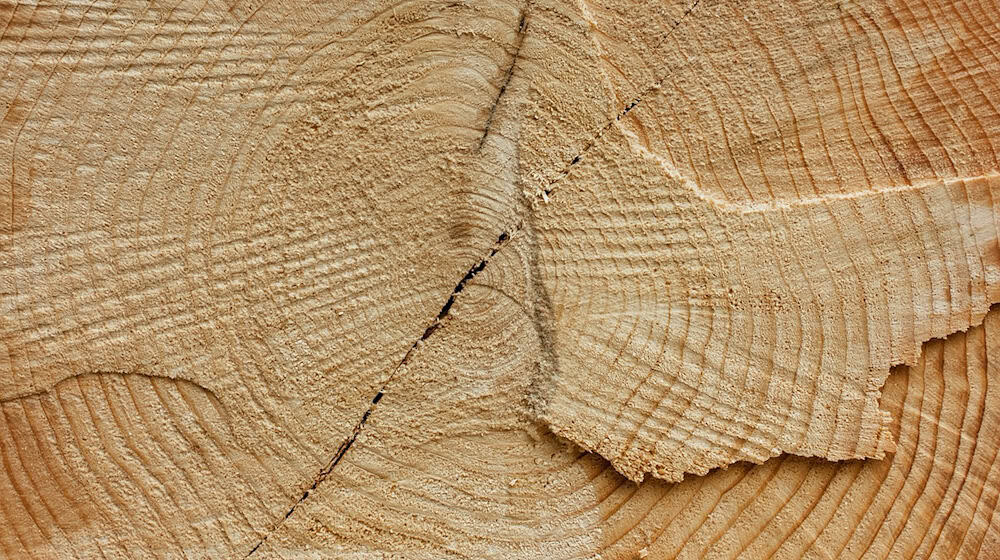 Symbolbild Baum gefällt / pixabay fotoblend