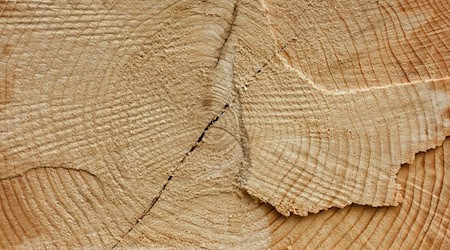 Symbolbild Baum gefällt / pixabay fotoblend