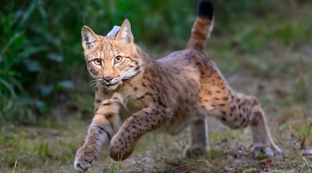 Lynx Charlie will soon provide for offspring in the Westerzgebirge. / Photo: Hendrik Schmidt/dpa