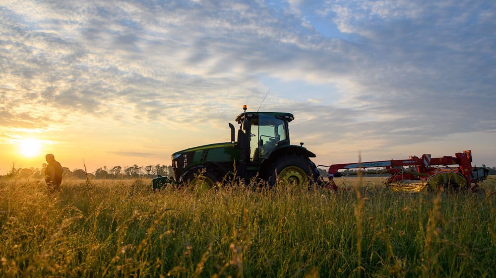 According to the Ministry of Agriculture, the organically farmed area has more than doubled to almost 90,000 hectares between 2015 and the end of 2024. (Archive image) / Photo: Klaus-Dietmar Gabbert/dpa/dpa-tmn