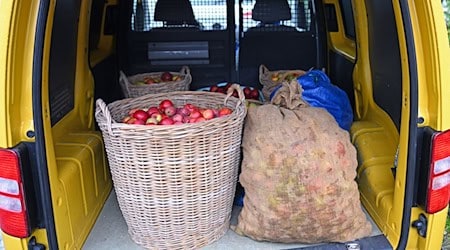 Muchos sajones llevan actualmente manzanas de sus jardines o huertos a los lagares. Hay mucha prisa / Foto: Jennifer Brückner/dpa