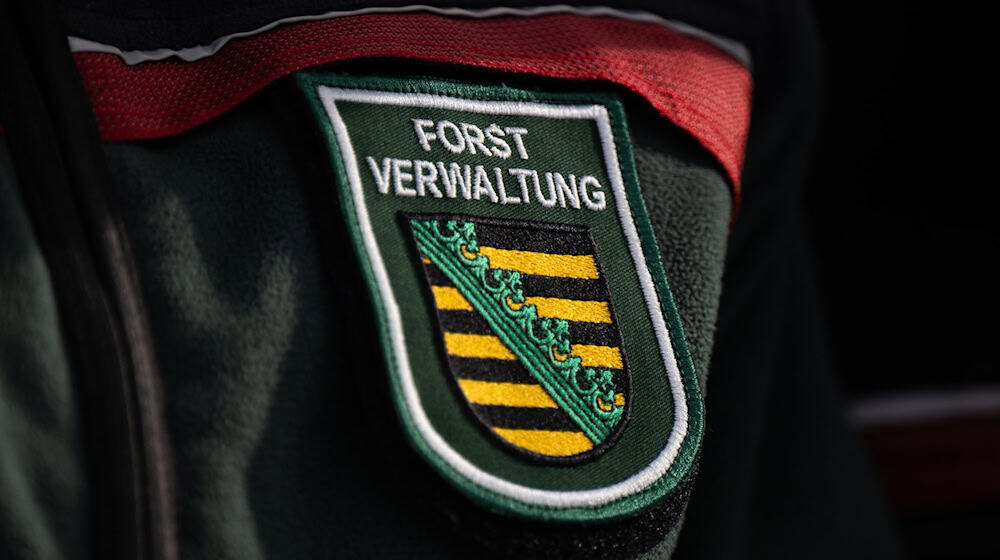 Only 3,100 hectares of forest in Saxony will bear the FSC seal in future (archive photo) / Photo: Robert Michael/dpa