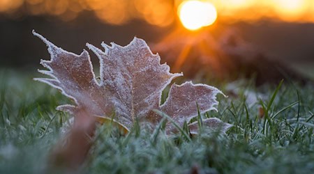 In Sachsen, Thüringen und Sachsen-Anhalt könnte es in der nächsten Woche Bodenfrost geben. (Symbolbild) / Foto: Candy Welz/dpa-Zentralbild/dpa