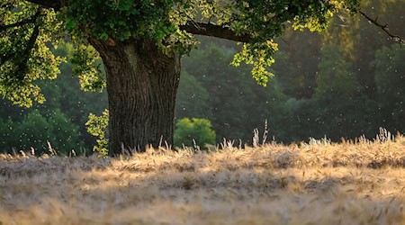 Symbolbild Baum / pixabay shogun